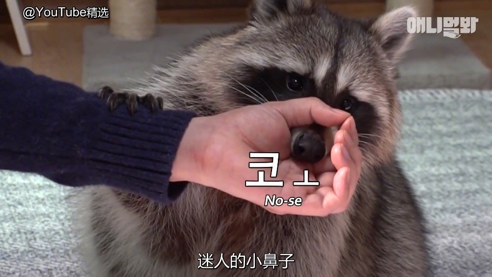 养一只浣熊 是一种怎样的体验?